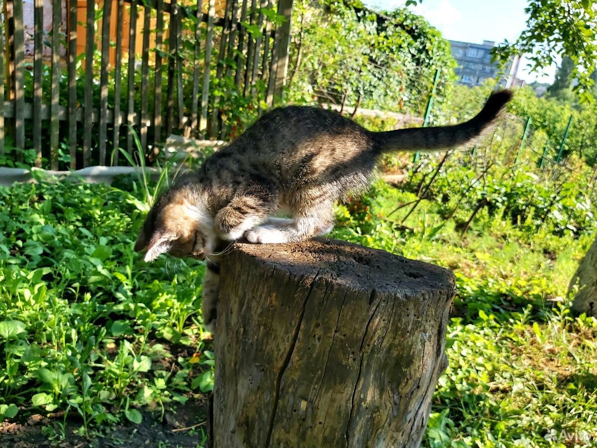 Котенок леопардовый Лайон купить на Зозу.ру - фотография № 5