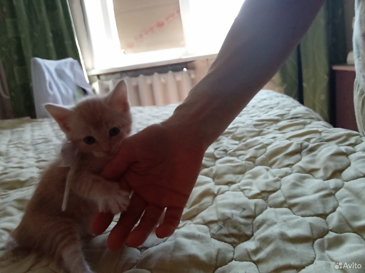 Отдам в добрые руки котёнка-девочку купить на Зозу.ру - фотография № 2