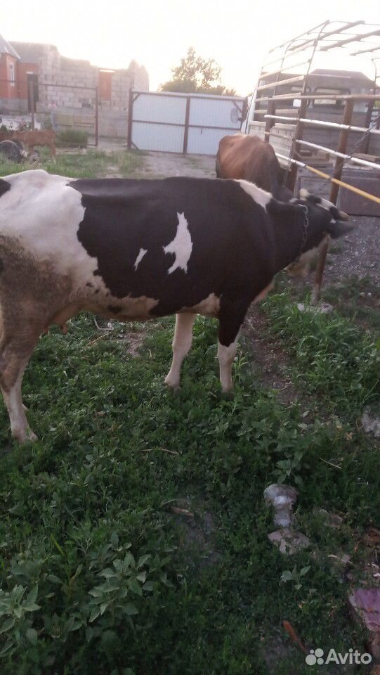 Две коровы и теленок купить на Зозу.ру - фотография № 4