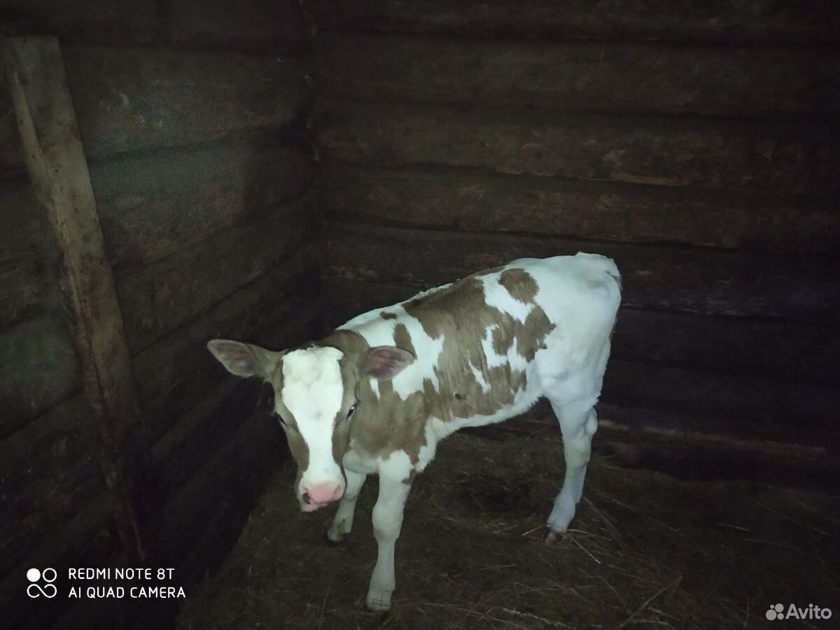 Корова, телка, теленок купить на Зозу.ру - фотография № 7