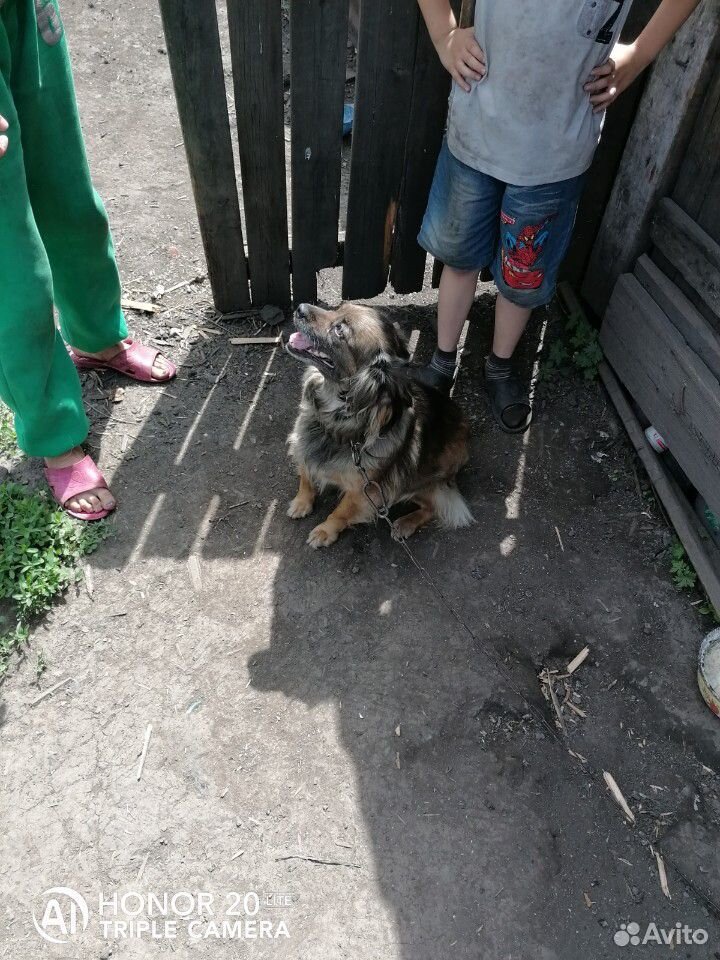 Собака купить на Зозу.ру - фотография № 4