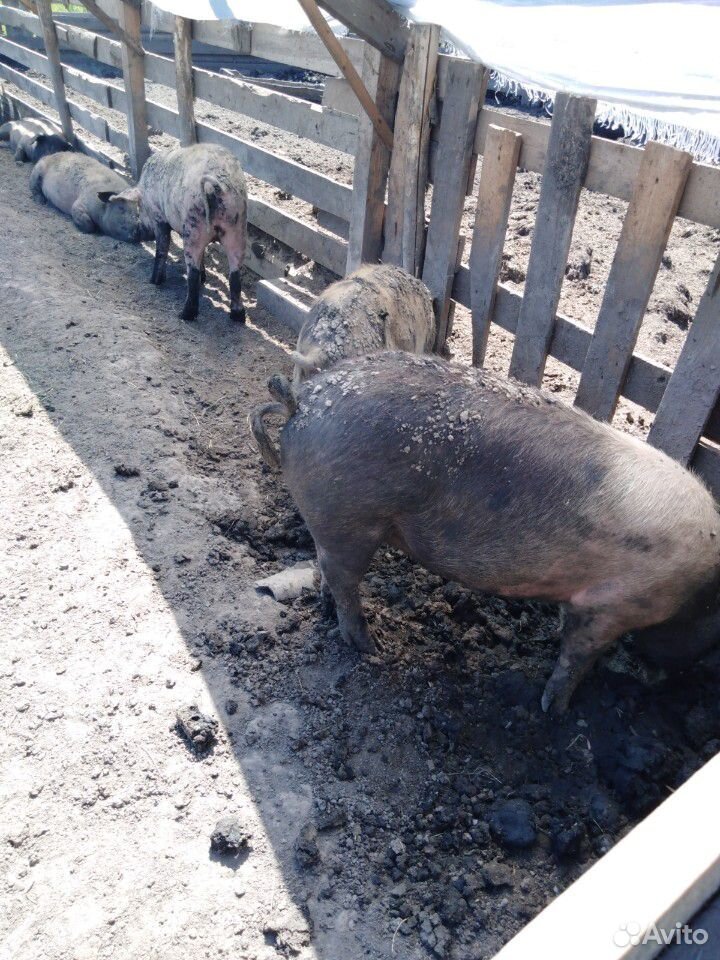 Свиньи вес 120 кг купить на Зозу.ру - фотография № 3