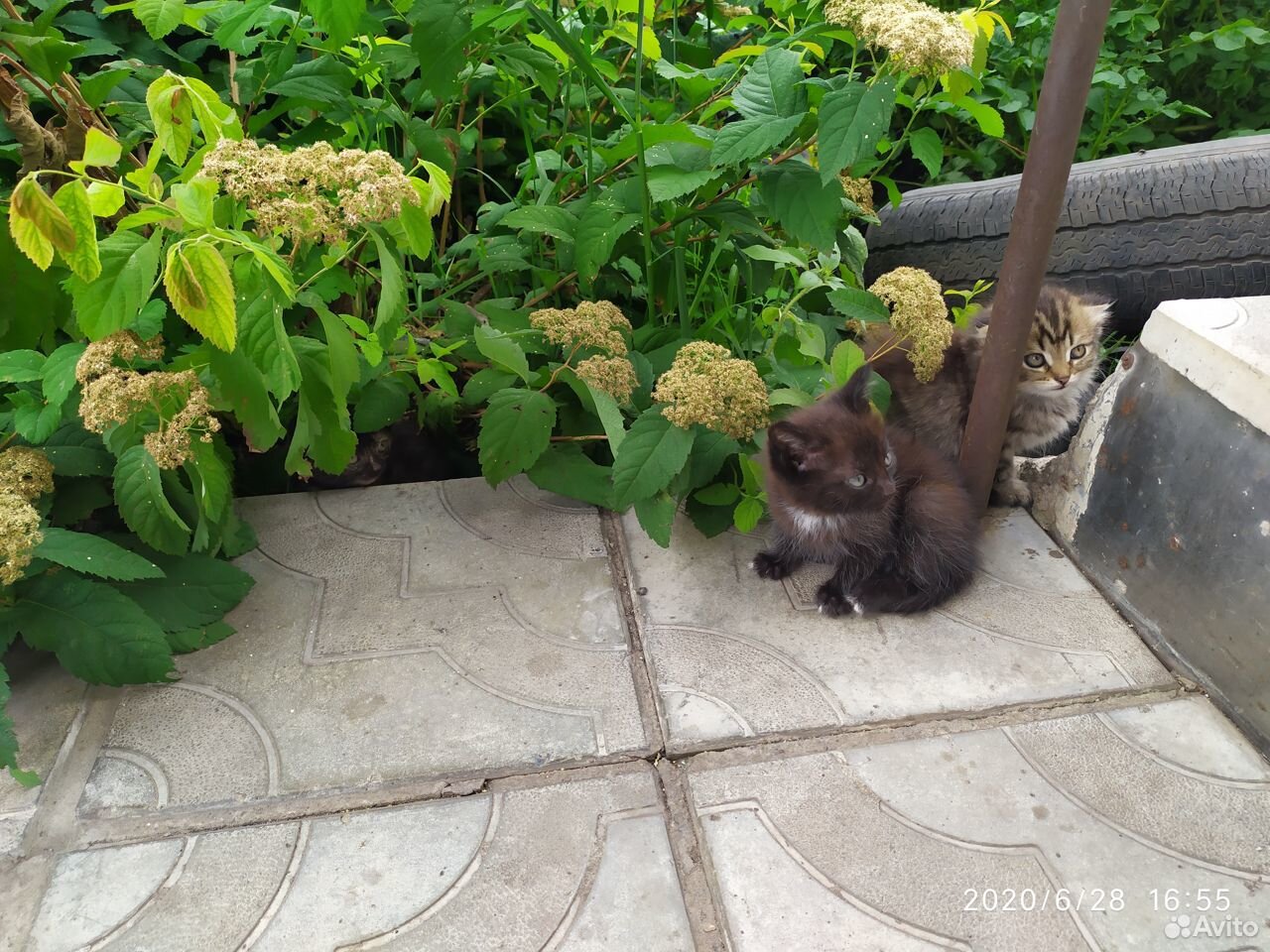 Два кота и одна кошечка купить на Зозу.ру - фотография № 5