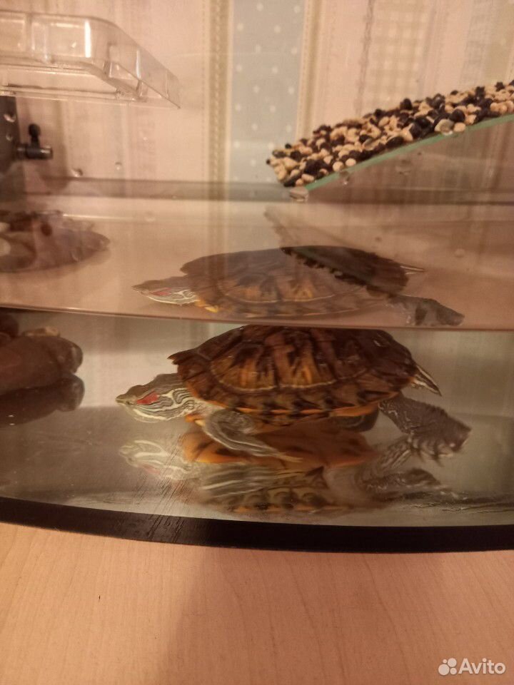 Черепахи красноухие с аквариумом купить на Зозу.ру - фотография № 3