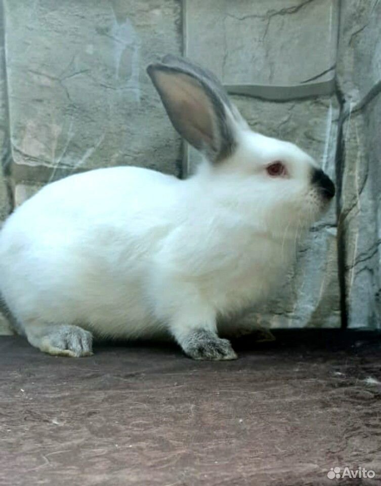 Крольчата Калифорнийского кролика купить на Зозу.ру - фотография № 1