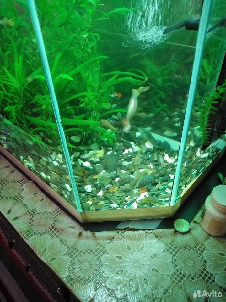 Продаю аквариум с рыбками, фильтром и растениями купить на Зозу.ру - фотография № 4