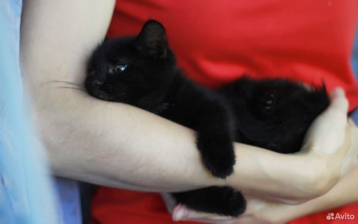 Черные котята, мальчики, 2 месяца купить на Зозу.ру - фотография № 2