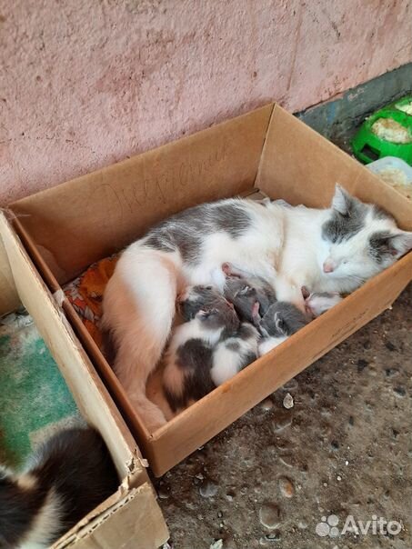 Кошки с котятами купить на Зозу.ру - фотография № 1