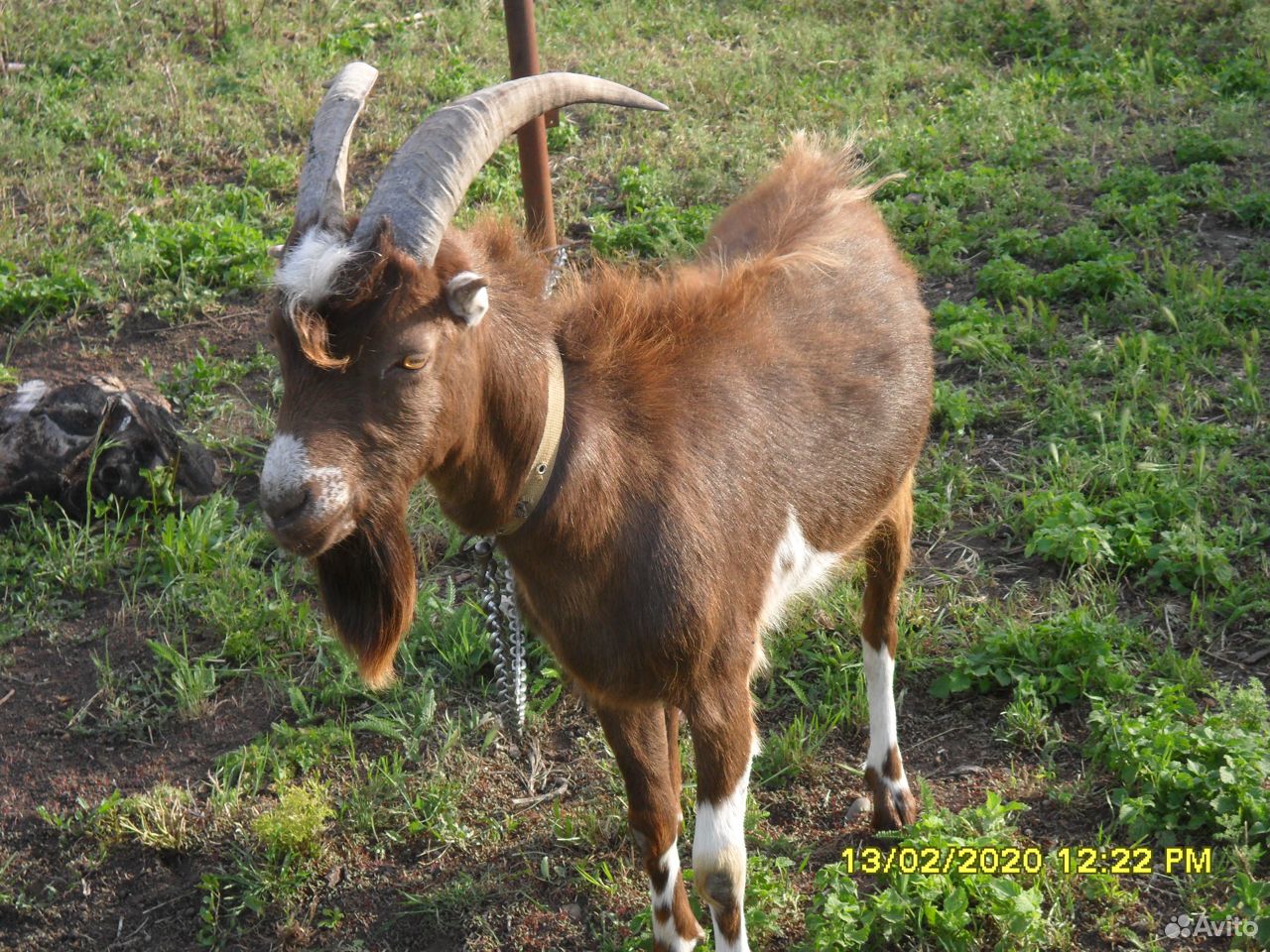 Козлята козы купить на Зозу.ру - фотография № 1