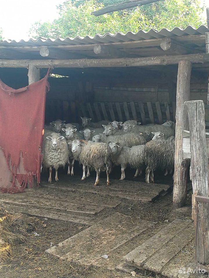 Бараны, овцы, ягнята- для разведения купить на Зозу.ру - фотография № 4