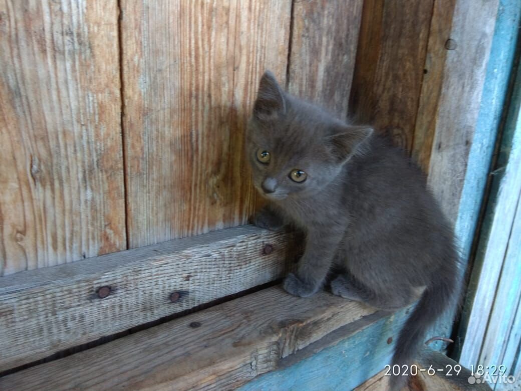 Шикарные голубые котята купить на Зозу.ру - фотография № 2