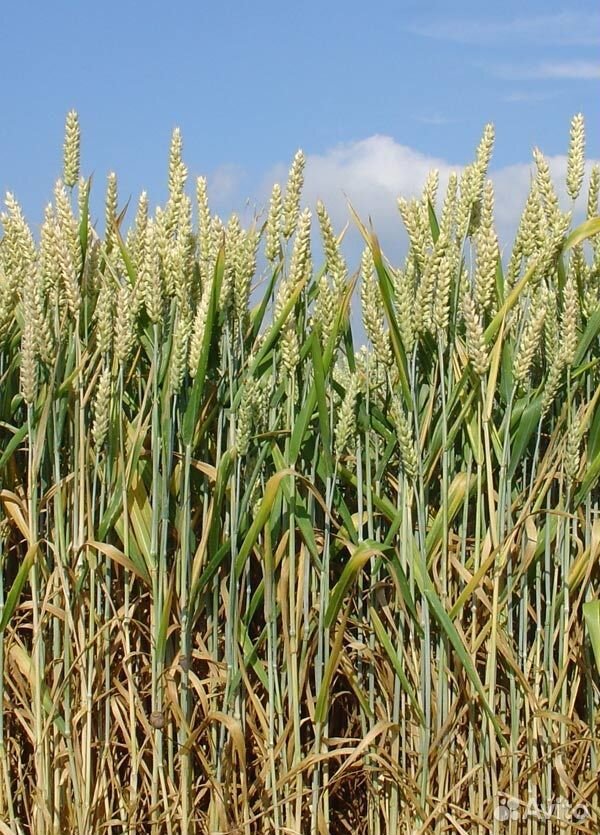 Зерновые культуры пшеница купить на Зозу.ру - фотография № 1