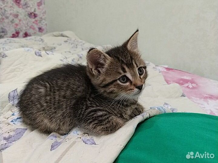 Кошечка 1.5 месяца купить на Зозу.ру - фотография № 3