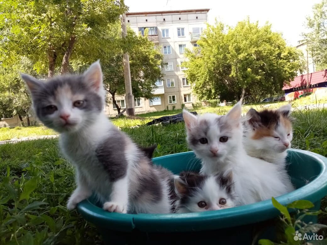 Котята девочки купить на Зозу.ру - фотография № 6