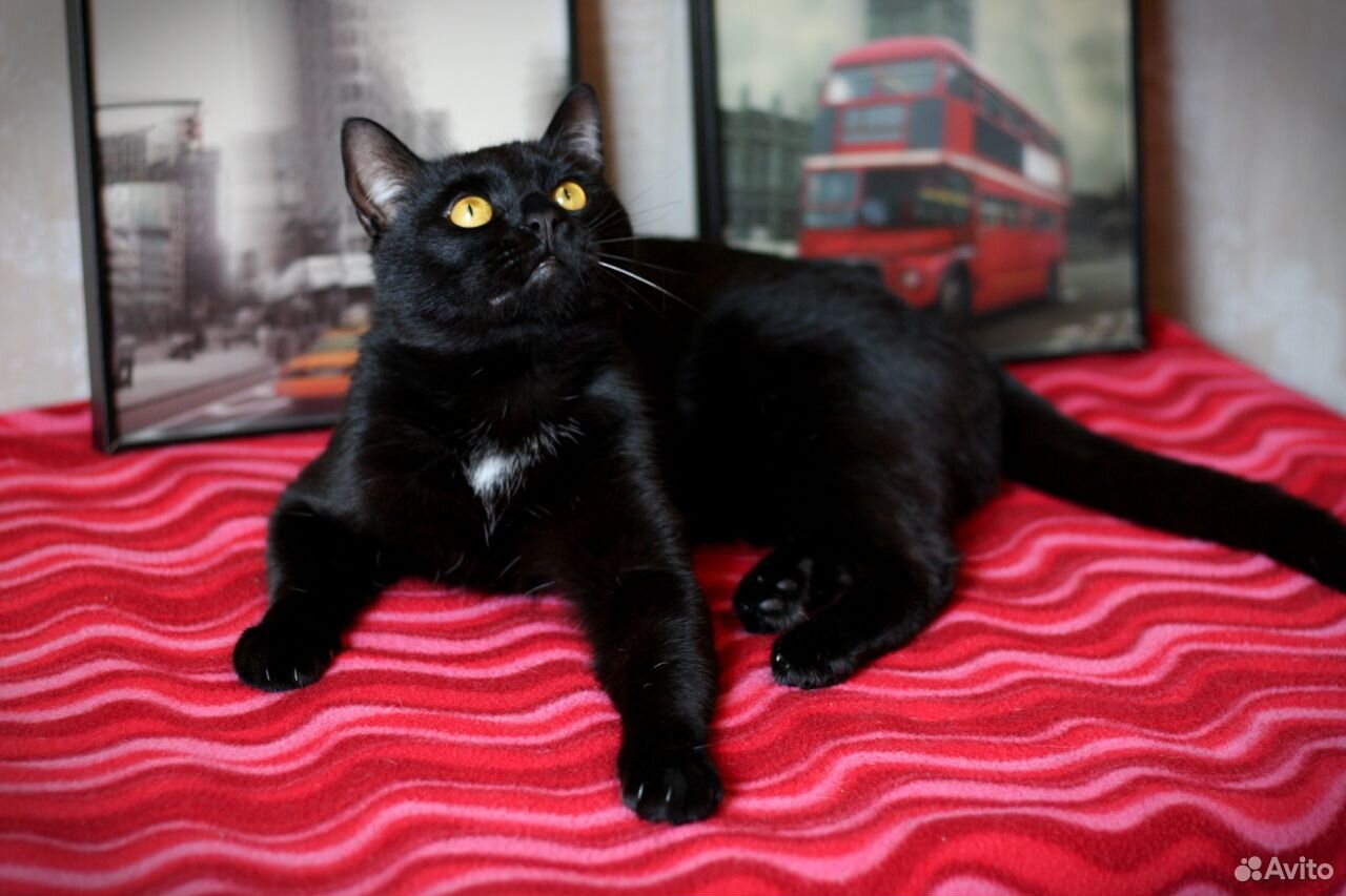 Черный кот в добрые руки купить на Зозу.ру - фотография № 2