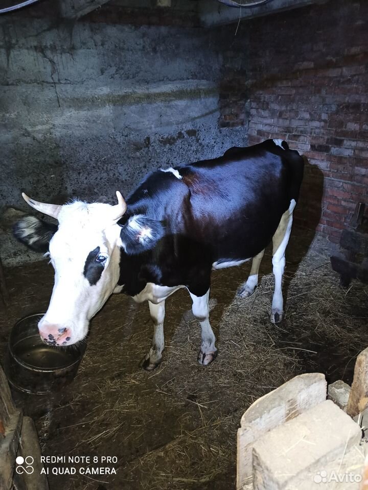 Корова на мясо 3 года купить на Зозу.ру - фотография № 1