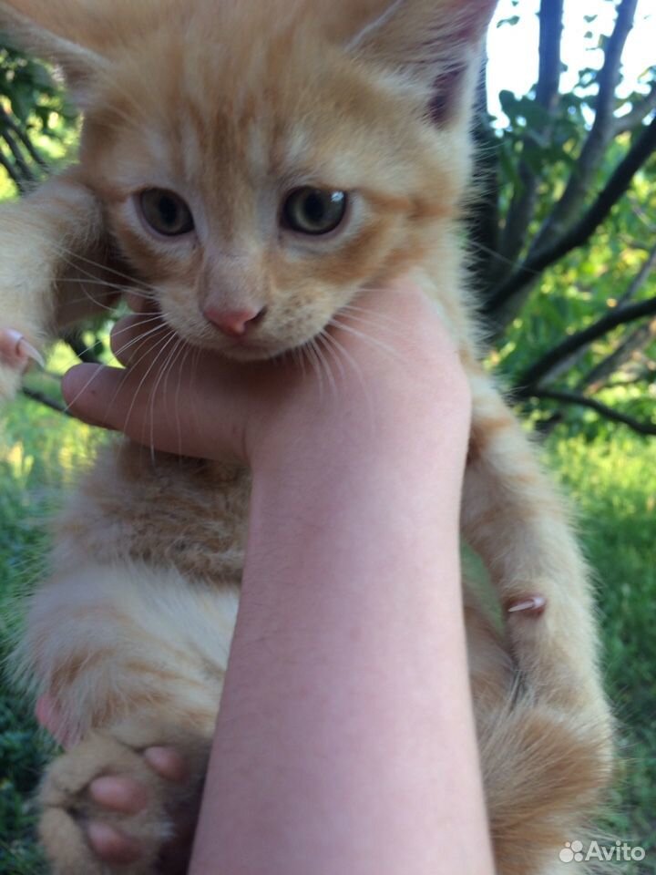Отдадим котят в добрые руки. С доставкой купить на Зозу.ру - фотография № 7
