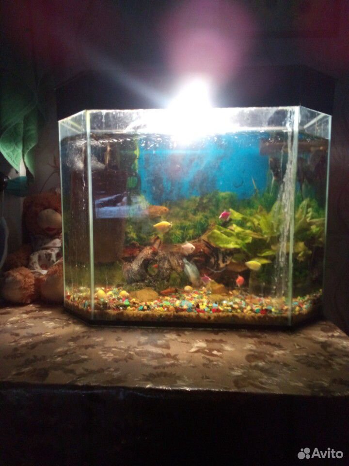 Продам аквариум купить на Зозу.ру - фотография № 5