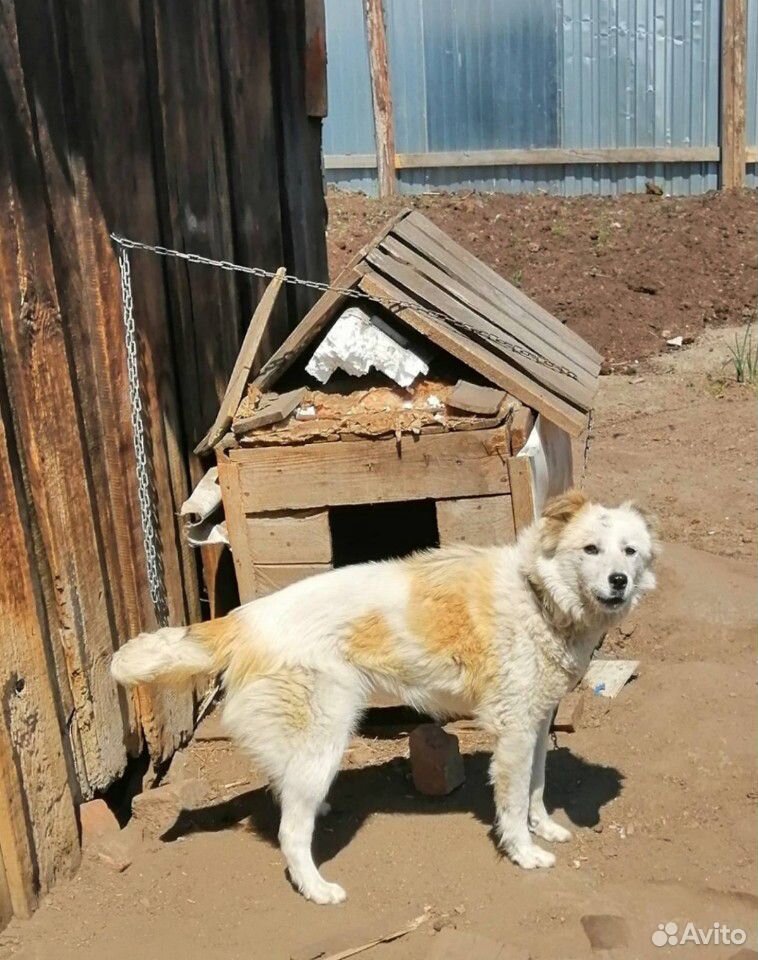 Собака для охраны купить на Зозу.ру - фотография № 2
