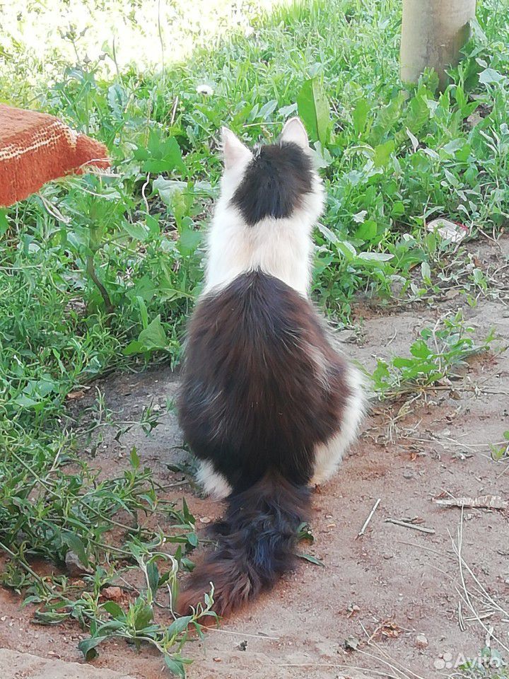 Котик подросток с изумрудными глазами ищет любищег купить на Зозу.ру - фотография № 2