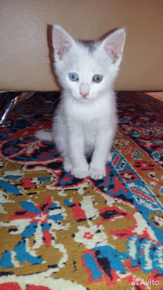 Котенок с разными глазками купить на Зозу.ру - фотография № 1