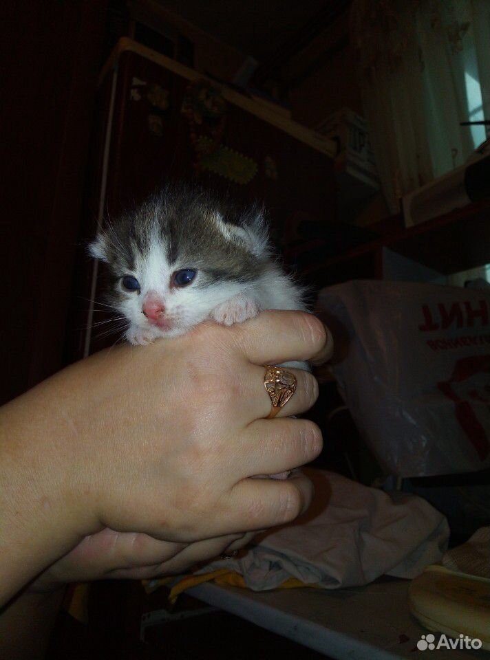 Маленькие котята в добрые руки купить на Зозу.ру - фотография № 3