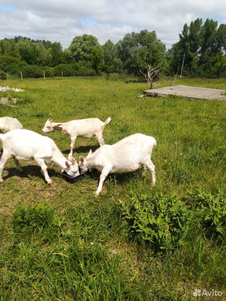 Дойные козы, Племенной козел, козлята купить на Зозу.ру - фотография № 10