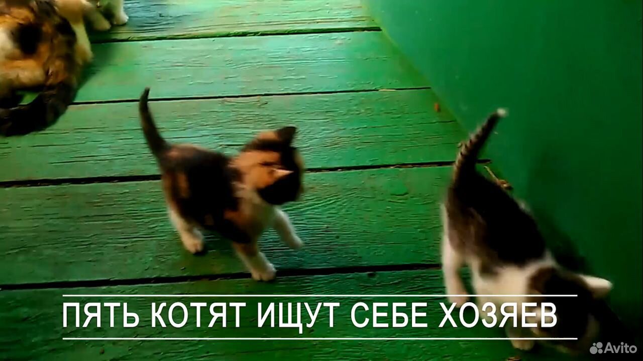 Котята в добрые руки бесплатно купить на Зозу.ру - фотография № 1
