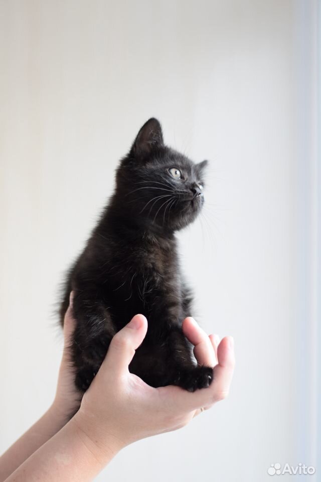 Котёнок мальчик в добрые руки купить на Зозу.ру - фотография № 5