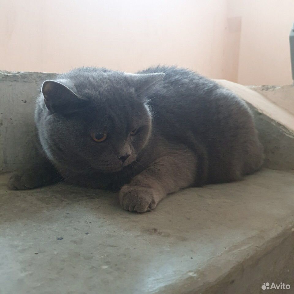 Найден кот купить на Зозу.ру - фотография № 2