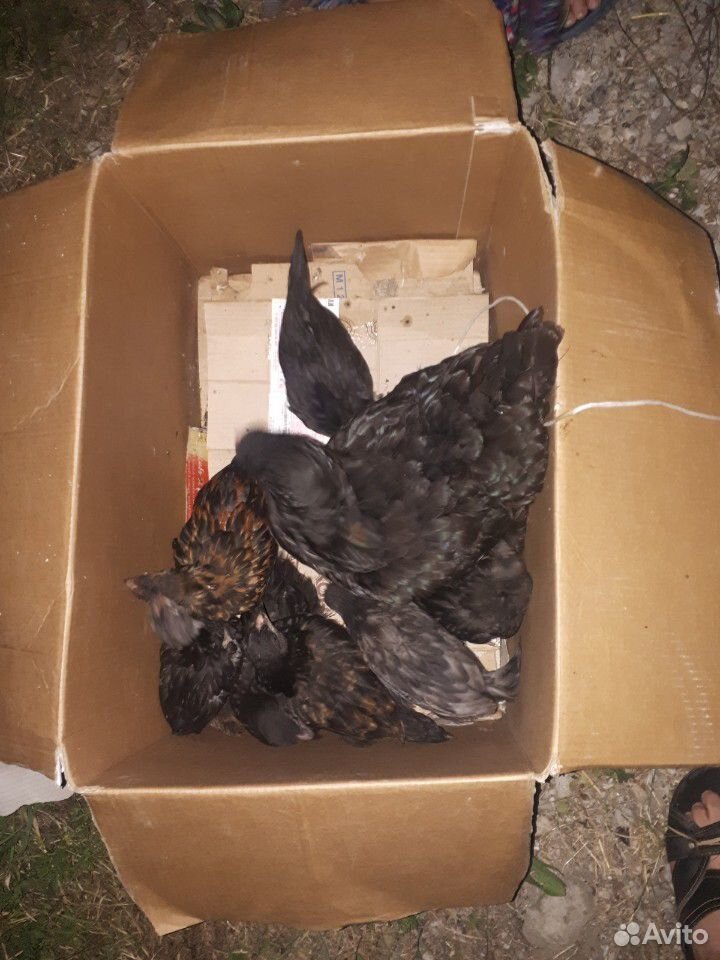 Домашняя курица с цыплятами купить на Зозу.ру - фотография № 3