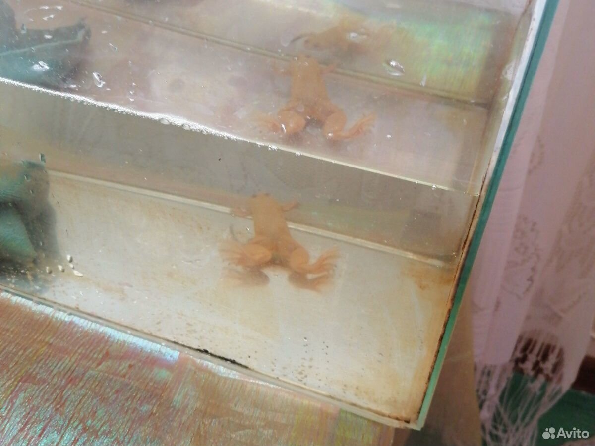 Лягушка шпорцевая альбинос с аквариумом купить на Зозу.ру - фотография № 1
