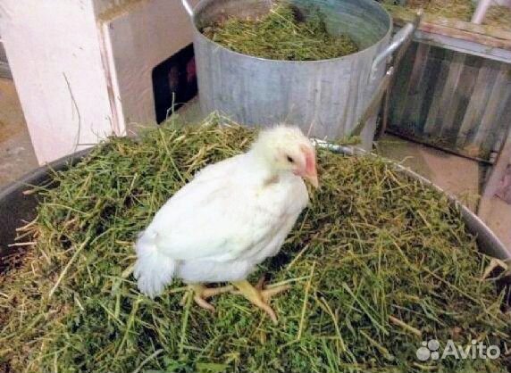 Ломан Вайт цыплята несушки купить на Зозу.ру - фотография № 1