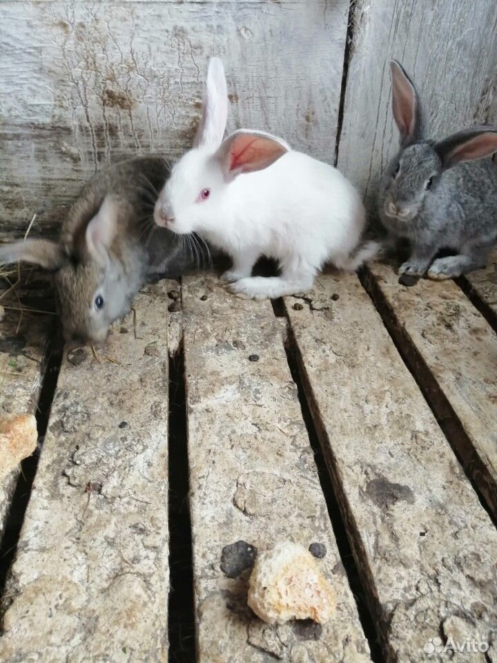 Кролики серый великан купить на Зозу.ру - фотография № 3