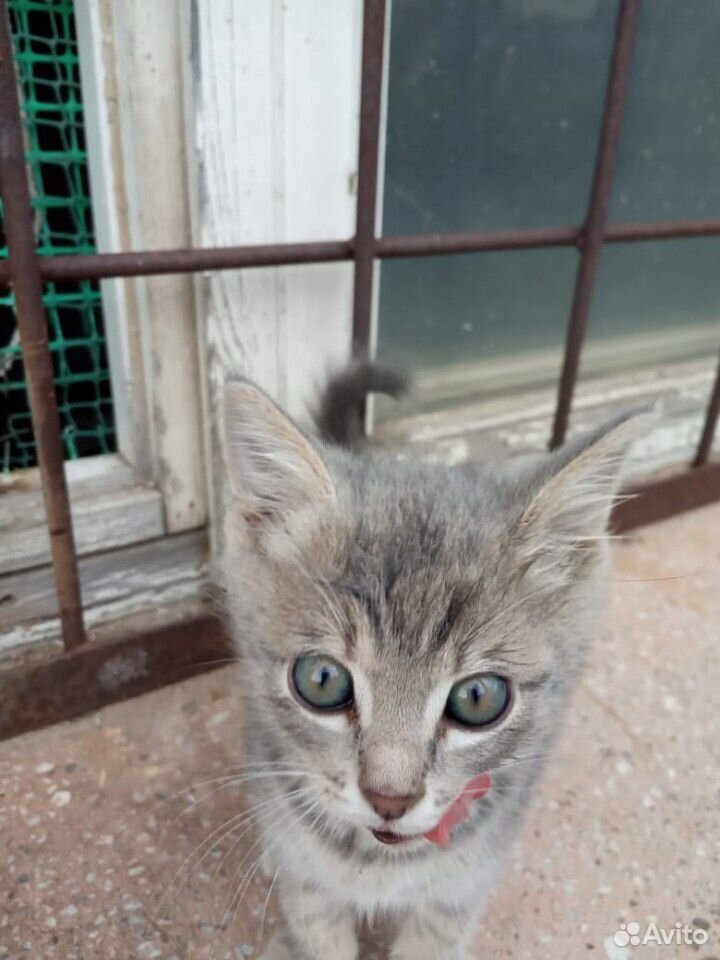 Ищем дом котёнку купить на Зозу.ру - фотография № 4