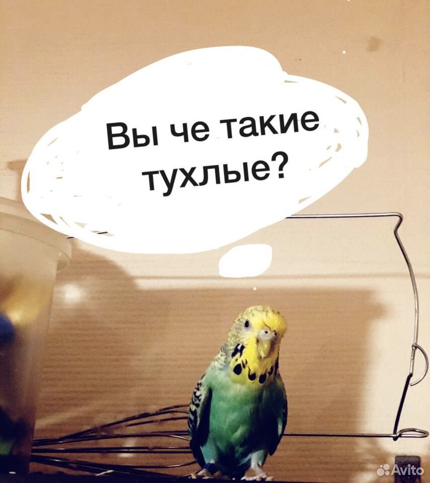 Попугай волнистый купить на Зозу.ру - фотография № 2