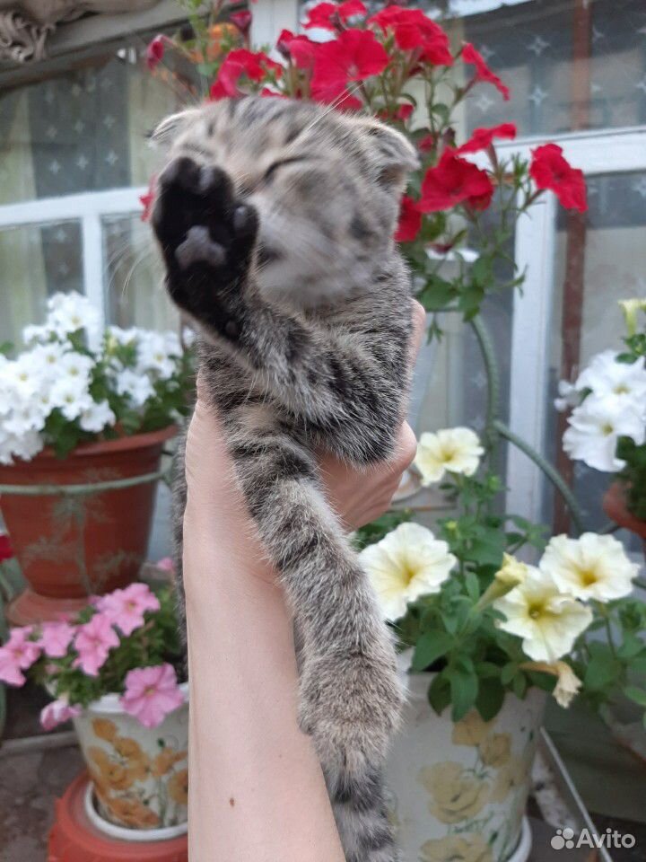 Вислоухий котенок девочка купить на Зозу.ру - фотография № 2