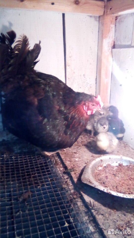 Петухи,цыплята,яйцо купить на Зозу.ру - фотография № 9