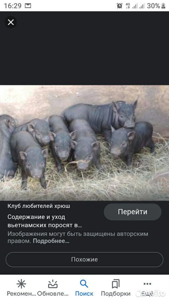 Вьетнамские вислобрюхие свинки купить на Зозу.ру - фотография № 1