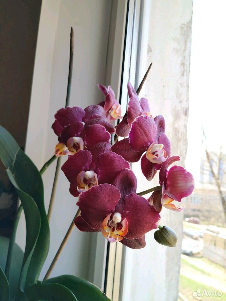 Орхидея фаленопсис Олу купить на Зозу.ру - фотография № 3