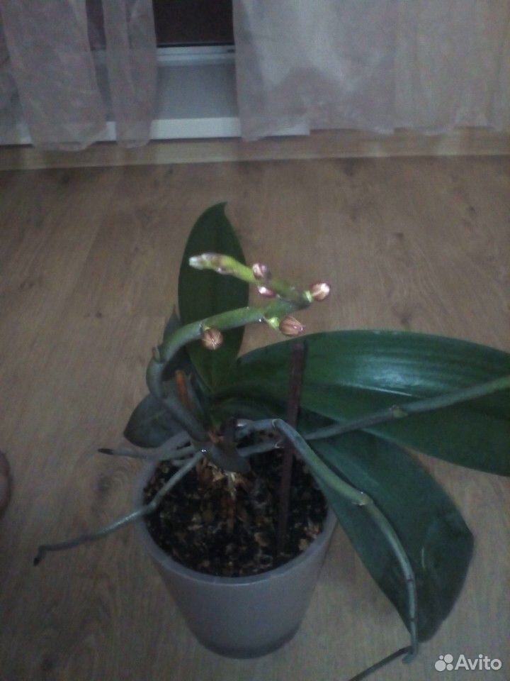 Орхидея домашняя купить на Зозу.ру - фотография № 2