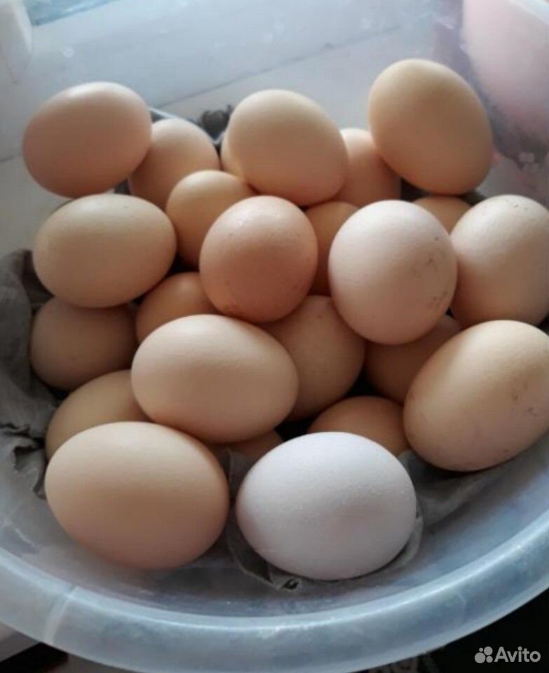 Инкубационное яйцо Орпингтона купить на Зозу.ру - фотография № 1