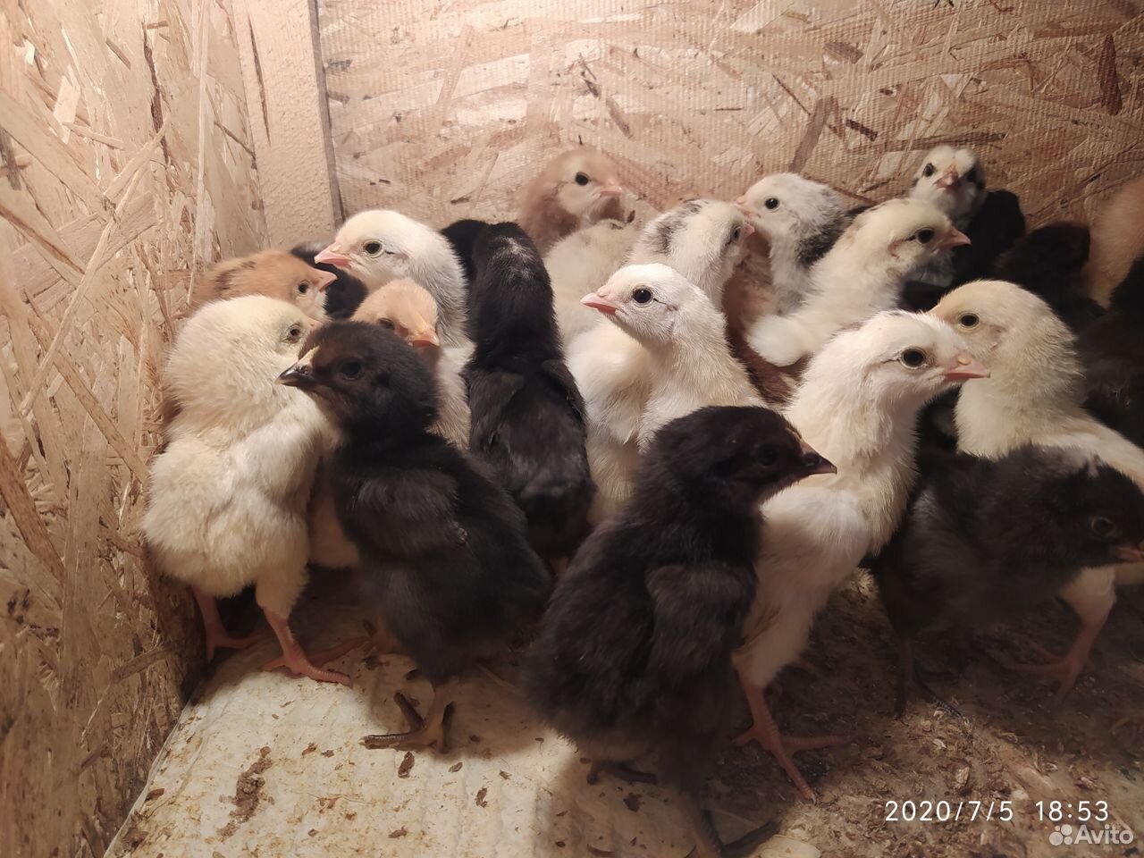 Цыплята несушки купить на Зозу.ру - фотография № 1