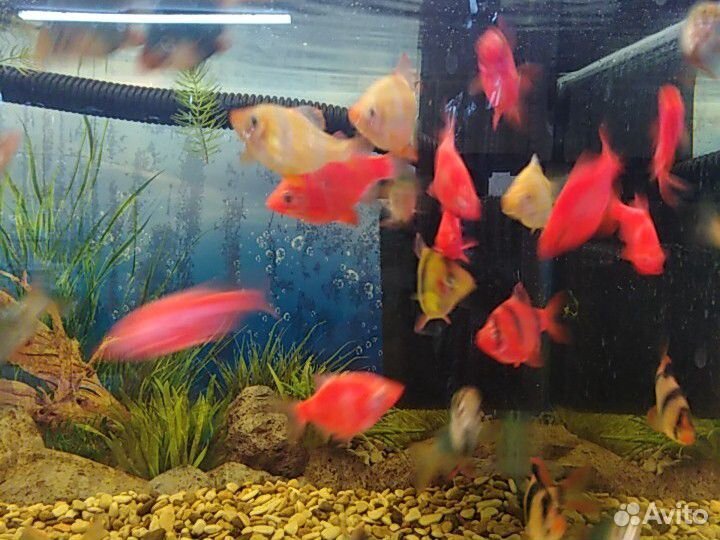 Рыбки аквариумные купить на Зозу.ру - фотография № 5