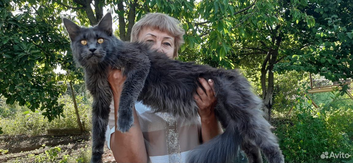 Годовалая кошка мейн-кун купить на Зозу.ру - фотография № 1