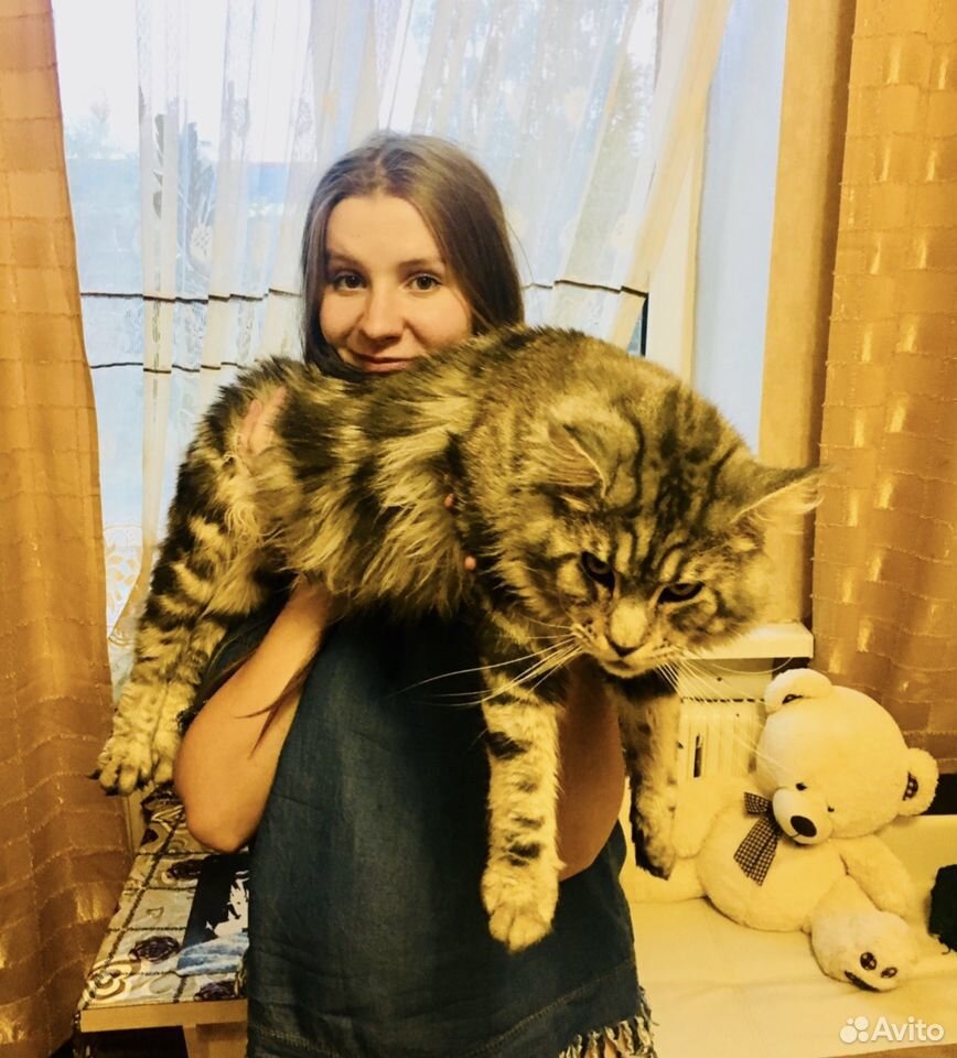 Мейн куны котята купить на Зозу.ру - фотография № 3
