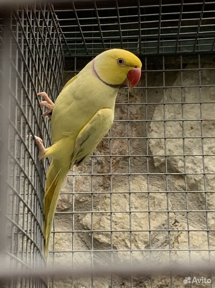 Жёлтый ожереловый попугай купить на Зозу.ру - фотография № 1