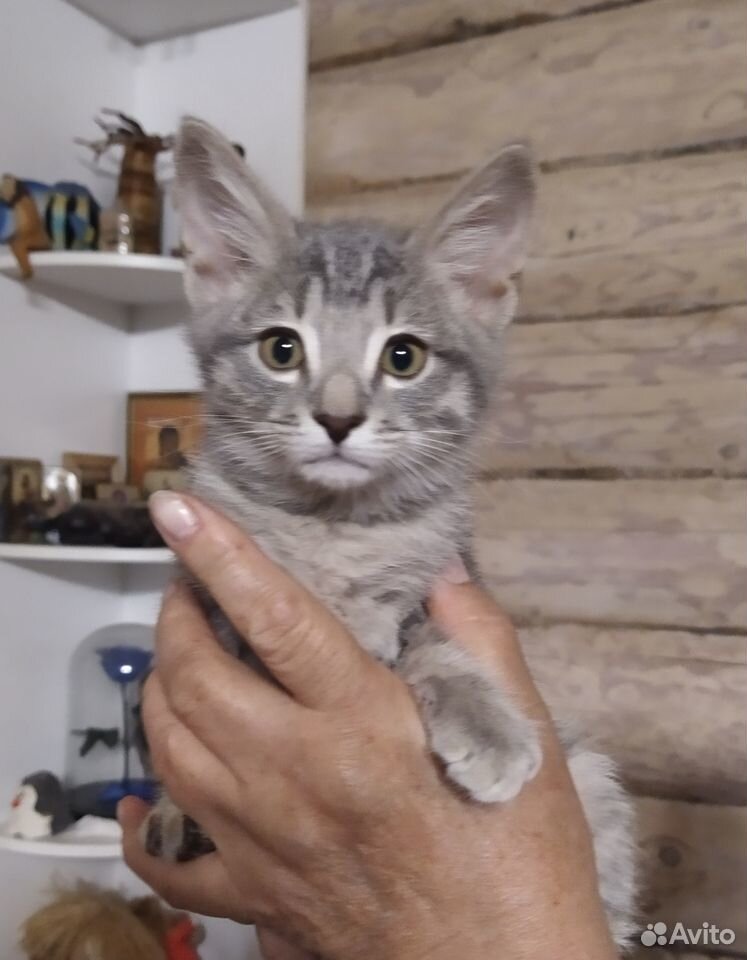Котенок 2,5 месяца купить на Зозу.ру - фотография № 4