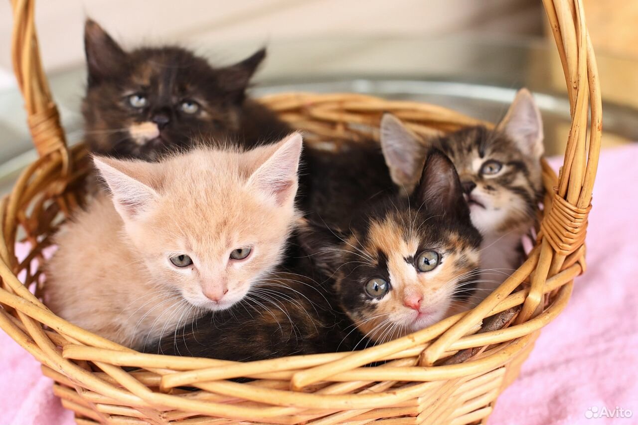 Котята их жизнь
