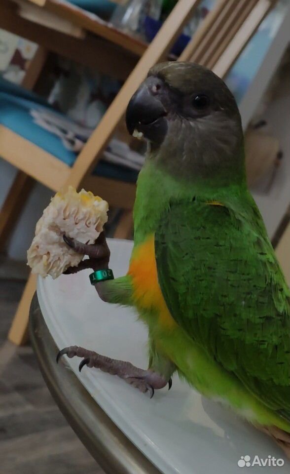 Сенегальский попугай купить на Зозу.ру - фотография № 4